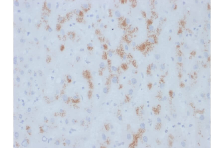 Immunohistochemistry - Anti-Cytochrome p450 Antibody [M12P4H2] - BSA and Azide free (A251495) - Antibodies.com
