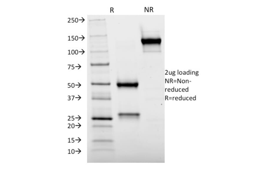 SDS-PAGE - Anti-Cytochrome p450 Antibody [M12P4H2] - BSA and Azide free (A251496) - Antibodies.com