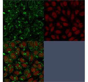 Immunofluorescence - Anti-CD55 Antibody [F4-29D9] - BSA and Azide free (A251498) - Antibodies.com