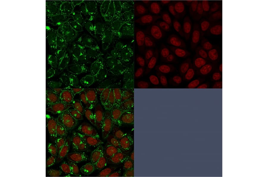 Immunofluorescence - Anti-CD55 Antibody [F4-29D9] - BSA and Azide free (A251498) - Antibodies.com