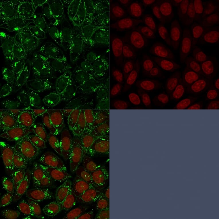 Immunofluorescence - Anti-CD55 Antibody [143-30] - BSA and Azide free (A251499) - Antibodies.com