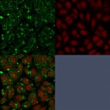 Immunofluorescence - Anti-CD55 Antibody [143-30] - BSA and Azide free (A251499) - Antibodies.com