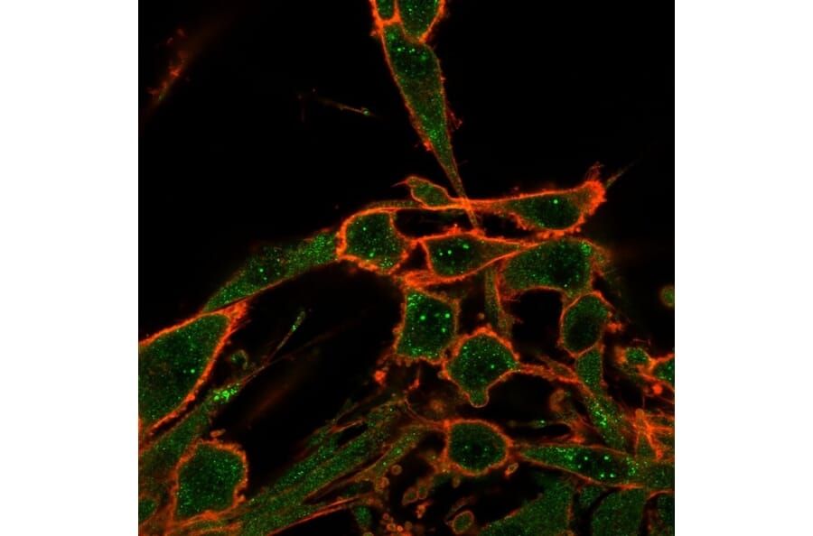 Immunofluorescence - Anti-DAXX Antibody [PCRP-DAXX-8B7] - BSA and Azide free (A251500) - Antibodies.com
