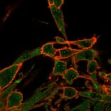 Immunofluorescence - Anti-DAXX Antibody [PCRP-DAXX-8B7] - BSA and Azide free (A251500) - Antibodies.com