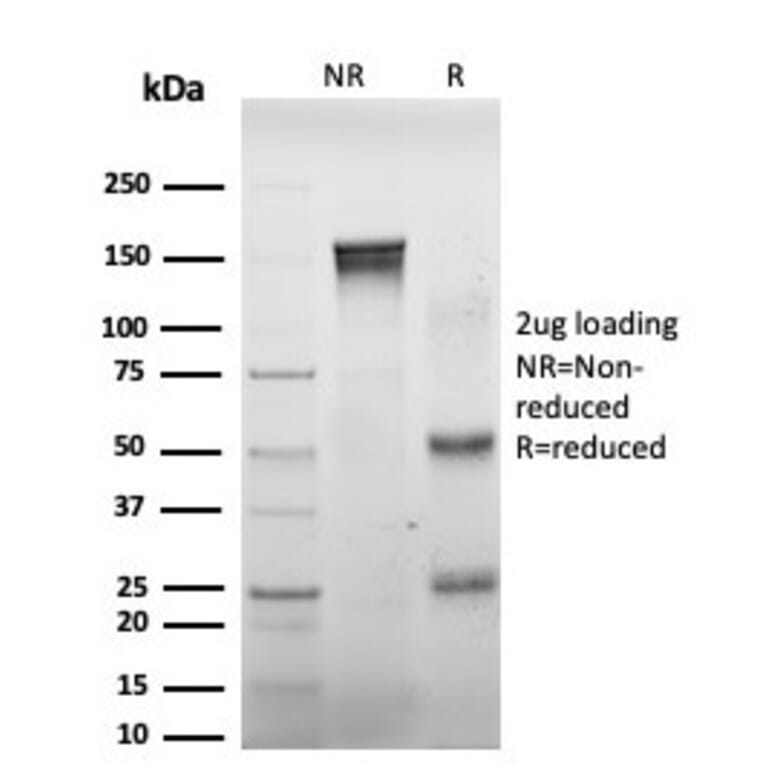 SDS-PAGE - Anti-DAXX Antibody [PCRP-DAXX-8B7] - BSA and Azide free (A251500) - Antibodies.com