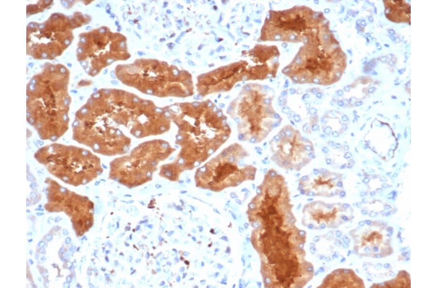 Immunohistochemistry - Anti-DAXX Antibody [PCRP-DAXX-8C2] - BSA and Azide free (A251501) - Antibodies.com