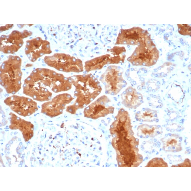 Immunohistochemistry - Anti-DAXX Antibody [PCRP-DAXX-8C2] - BSA and Azide free (A251501) - Antibodies.com