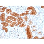 Immunohistochemistry - Anti-DAXX Antibody [PCRP-DAXX-8C2] - BSA and Azide free (A251501) - Antibodies.com