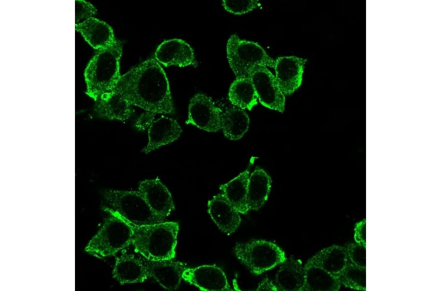 Immunofluorescence - Anti-DAXX Antibody [PCRP-DAXX-8C2] - BSA and Azide free (A251501) - Antibodies.com