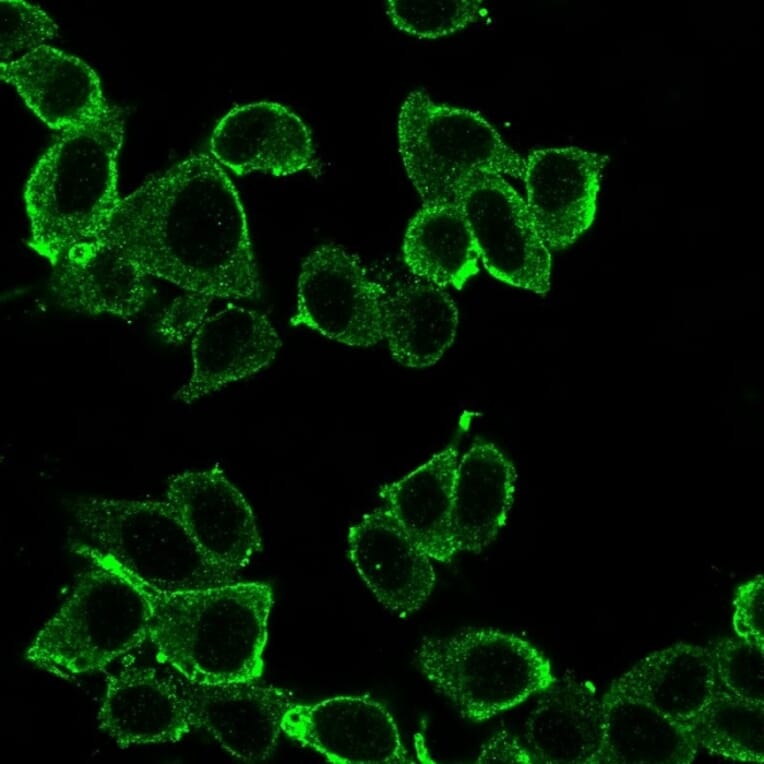Immunofluorescence - Anti-DAXX Antibody [PCRP-DAXX-8C2] - BSA and Azide free (A251501) - Antibodies.com
