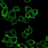 Immunofluorescence - Anti-DAXX Antibody [PCRP-DAXX-8C2] - BSA and Azide free (A251501) - Antibodies.com