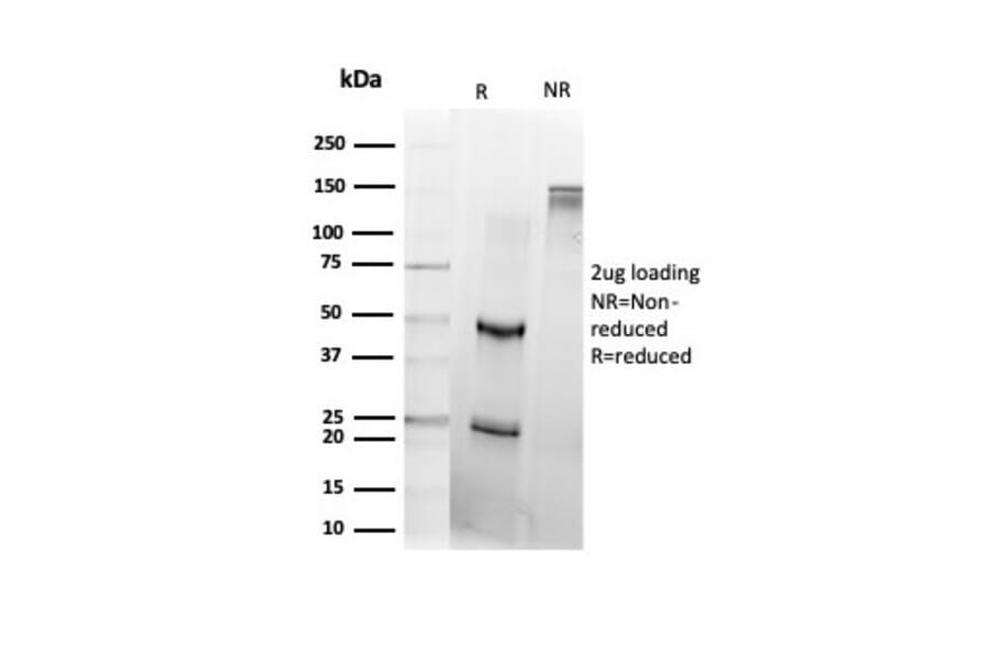 SDS-PAGE - Anti-DAXX Antibody [PCRP-DAXX-8C2] - BSA and Azide free (A251501) - Antibodies.com