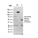 SDS-PAGE - Anti-DAZL Antibody [DAZL/4253] - BSA and Azide free (A251502) - Antibodies.com