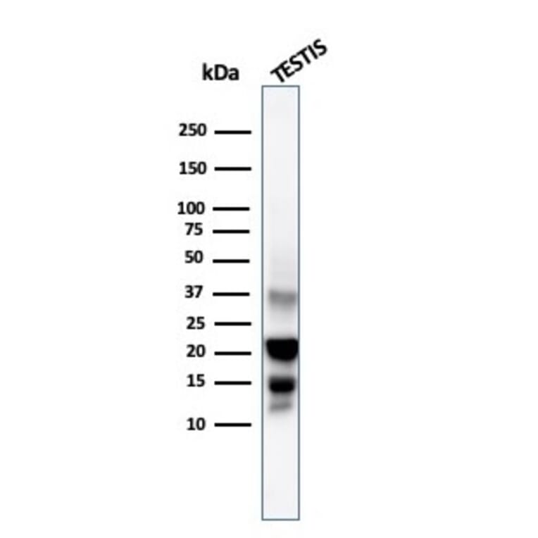 Western Blot - Anti-DAZL Antibody [DAZL/4253] - BSA and Azide free (A251502) - Antibodies.com