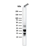 Western Blot - Anti-DAZL Antibody [DAZL/4253] - BSA and Azide free (A251502) - Antibodies.com