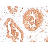 Immunohistochemistry - Anti-DAZL Antibody [DAZL/4253] - BSA and Azide free (A251501) - Antibodies.com