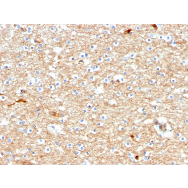 Immunohistochemistry - Anti-Drebrin Antibody [DBN1/2880] - BSA and Azide free (A251504) - Antibodies.com