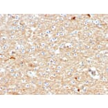 Immunohistochemistry - Anti-Drebrin Antibody [DBN1/2880] - BSA and Azide free (A251504) - Antibodies.com