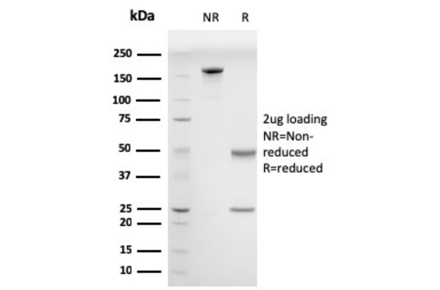 SDS-PAGE - Anti-Drebrin Antibody [DBN1/2880] - BSA and Azide free (A251504) - Antibodies.com