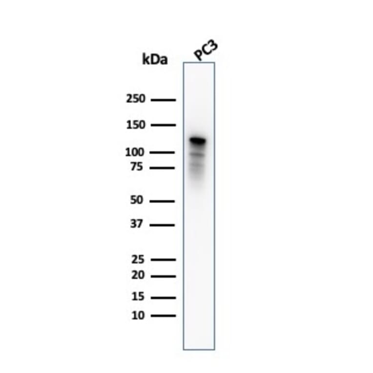 Western Blot - Anti-Drebrin Antibody [DBN1/2880] - BSA and Azide free (A251504) - Antibodies.com