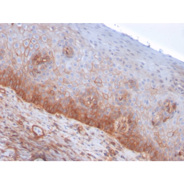 Immunohistochemistry - Anti-Drebrin Antibody [DBN1/3393] - BSA and Azide free (A251505) - Antibodies.com
