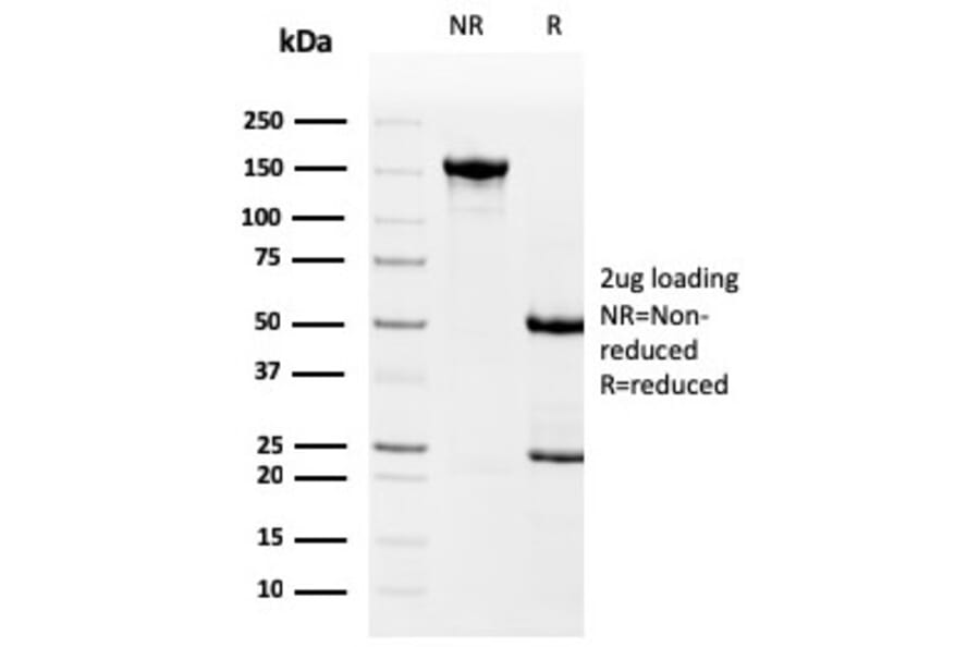 SDS-PAGE - Anti-Drebrin Antibody [DBN1/3393] - BSA and Azide free (A251505) - Antibodies.com