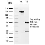SDS-PAGE - Anti-Drebrin Antibody [DBN1/3393] - BSA and Azide free (A251505) - Antibodies.com