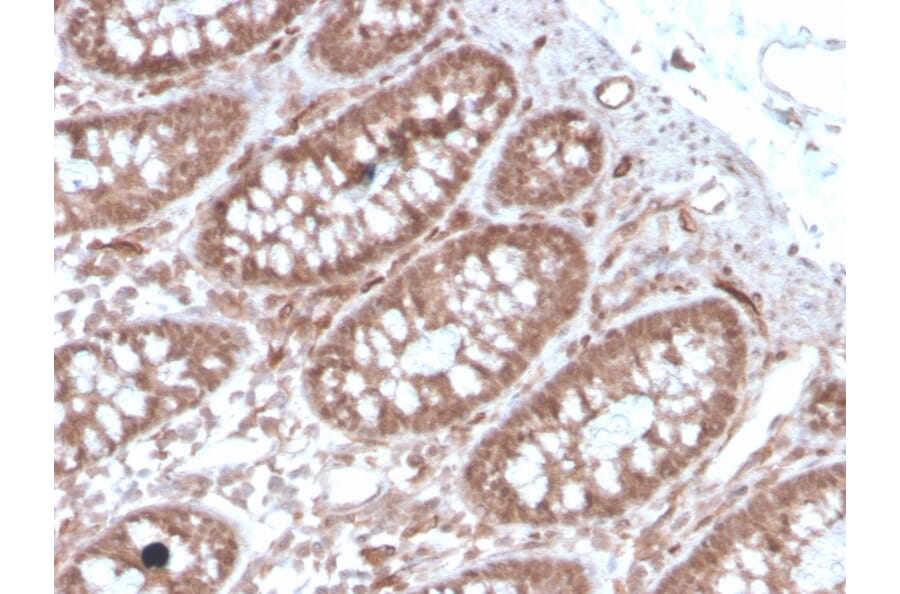 Immunohistochemistry - Anti-Angiotensin Converting Enzyme 1 Antibody [ACE/3762] - BSA and Azide free (A251508) - Antibodies.com