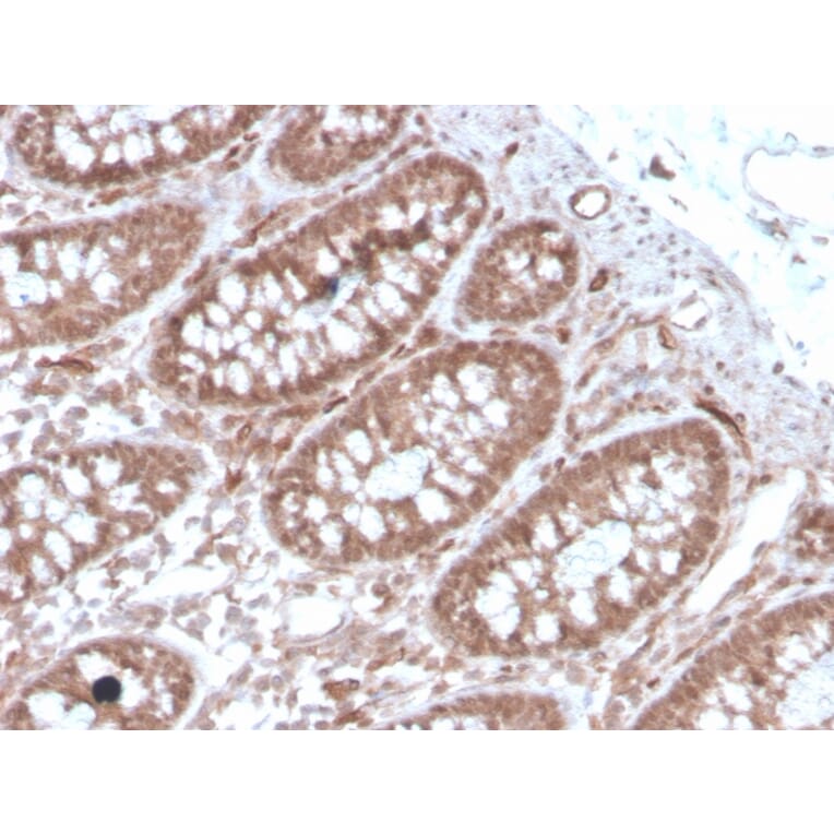 Immunohistochemistry - Anti-Angiotensin Converting Enzyme 1 Antibody [ACE/3762] - BSA and Azide free (A251508) - Antibodies.com
