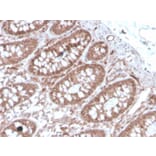 Immunohistochemistry - Anti-Angiotensin Converting Enzyme 1 Antibody [ACE/3762] - BSA and Azide free (A251508) - Antibodies.com
