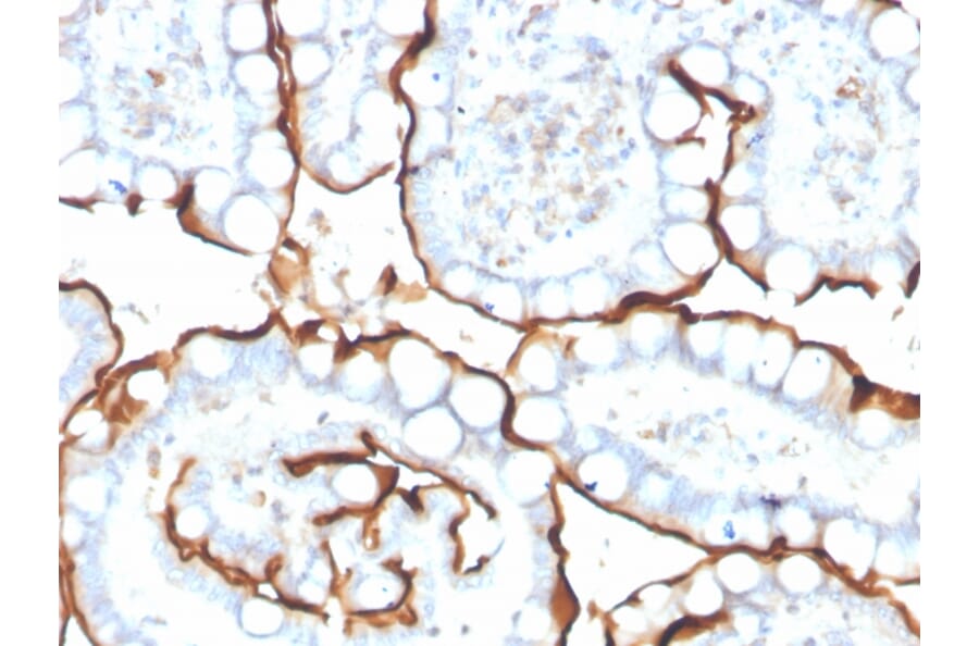 Immunohistochemistry - Anti-Angiotensin Converting Enzyme 1 Antibody [ACE/3763] - BSA and Azide free (A251510) - Antibodies.com