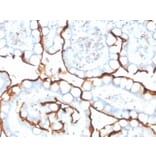 Immunohistochemistry - Anti-Angiotensin Converting Enzyme 1 Antibody [ACE/3763] - BSA and Azide free (A251510) - Antibodies.com