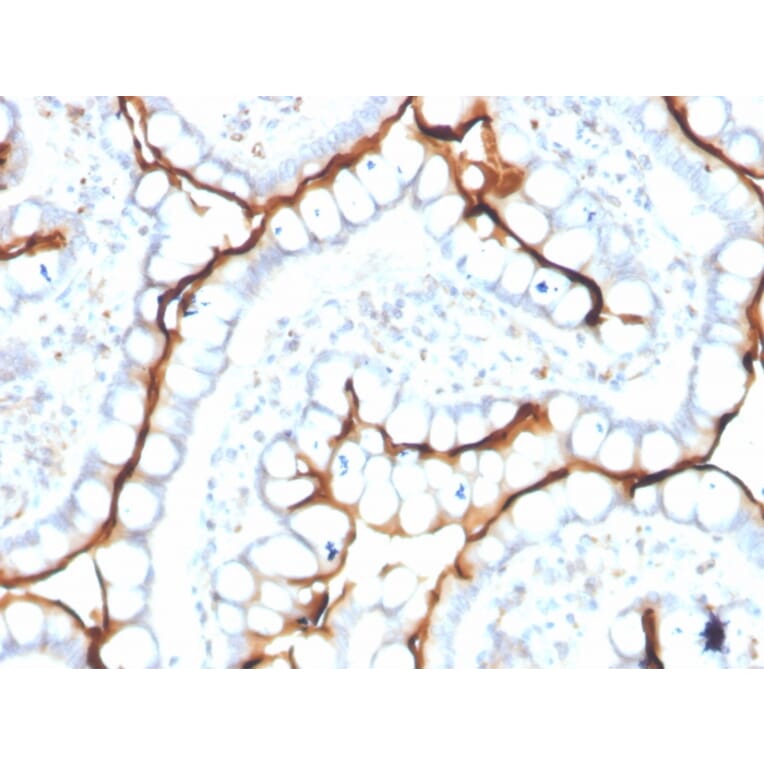 Immunohistochemistry - Anti-Angiotensin Converting Enzyme 1 Antibody [ACE/3763] - BSA and Azide free (A251509) - Antibodies.com