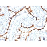 Immunohistochemistry - Anti-Angiotensin Converting Enzyme 1 Antibody [ACE/3763] - BSA and Azide free (A251509) - Antibodies.com