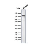 Western Blot - Anti-Angiotensin Converting Enzyme 1 Antibody [ACE/3763] - BSA and Azide free (A251510) - Antibodies.com