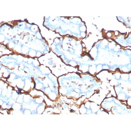 Immunohistochemistry - Anti-Angiotensin Converting Enzyme 1 Antibody [ACE/3765] - BSA and Azide free (A251511) - Antibodies.com