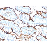 Immunohistochemistry - Anti-Angiotensin Converting Enzyme 1 Antibody [ACE/3765] - BSA and Azide free (A251511) - Antibodies.com