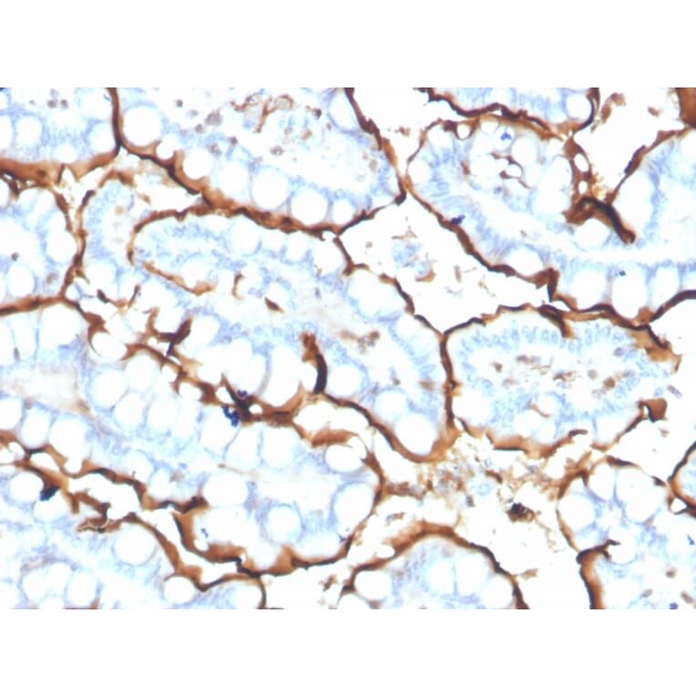 Immunohistochemistry - Anti-Angiotensin Converting Enzyme 1 Antibody [ACE/3765] - BSA and Azide free (A251510) - Antibodies.com
