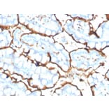 Immunohistochemistry - Anti-Angiotensin Converting Enzyme 1 Antibody [ACE/3765] - BSA and Azide free (A251510) - Antibodies.com
