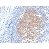 Immunohistochemistry - Anti-AKR1C1 Antibody [CPTC-AKR1C1-2] - BSA and Azide free (A251512) - Antibodies.com