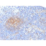 Immunohistochemistry - Anti-AKR1C1 Antibody [CPTC-AKR1C1-2] - BSA and Azide free (A251511) - Antibodies.com