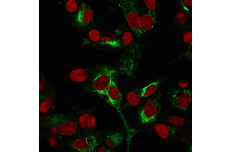 Immunofluorescence - Anti-alpha Fetoprotein Antibody [C2 + C3 + MBS-12] - BSA and Azide free (A248337) - Antibodies.com