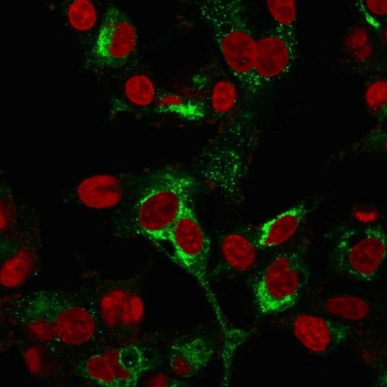 Immunofluorescence - Anti-alpha Fetoprotein Antibody [C2 + C3 + MBS-12] - BSA and Azide free (A248337) - Antibodies.com
