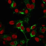 Immunofluorescence - Anti-alpha Fetoprotein Antibody [C2 + C3 + MBS-12] - BSA and Azide free (A248337) - Antibodies.com