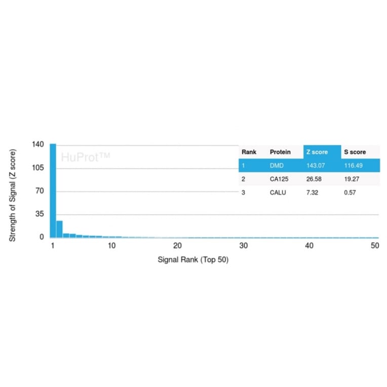 Protein Array - Anti-Dystrophin Antibody [DMD/3244] - BSA and Azide free (A251524) - Antibodies.com