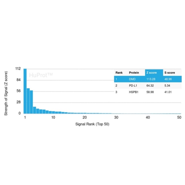 Protein Array - Anti-Dystrophin Antibody [DMD/3245] - BSA and Azide free (A251525) - Antibodies.com