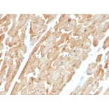Immunohistochemistry - Anti-Dystrophin Antibody [DMD/3677] - BSA and Azide free (A251526) - Antibodies.com