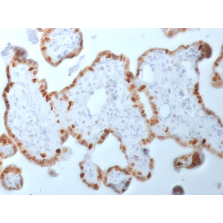 Immunohistochemistry - Anti-DNMT1 Antibody [DNMT1/2061] - BSA and Azide free (A251527) - Antibodies.com