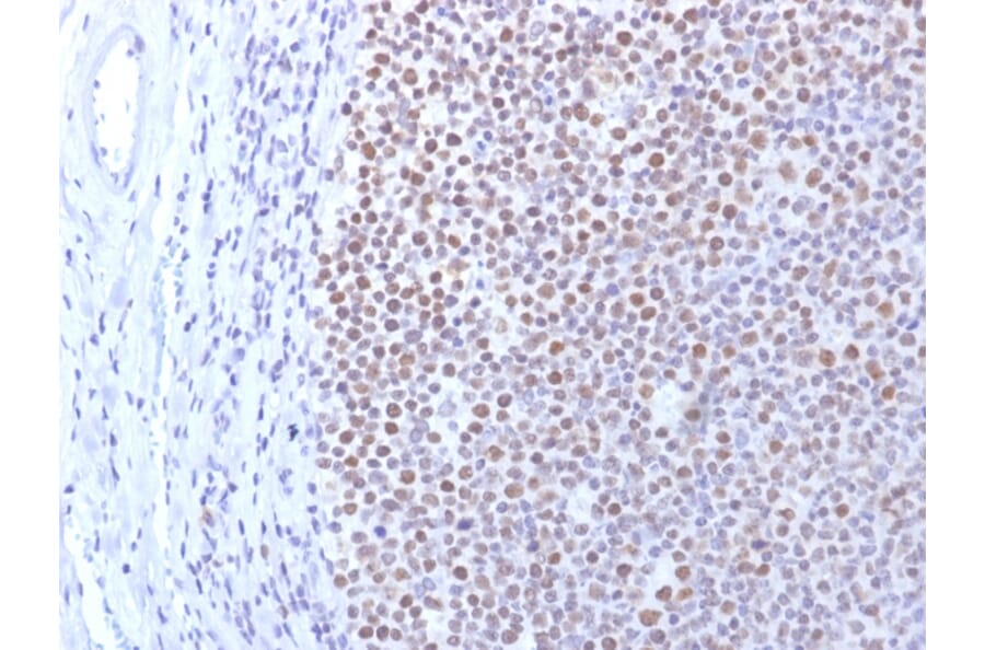 Immunohistochemistry - Anti-DNMT1 Antibody [DNMT1/2061] - BSA and Azide free (A251528) - Antibodies.com