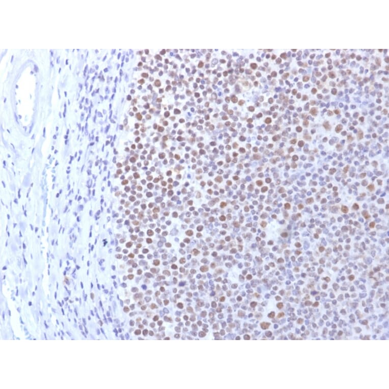 Immunohistochemistry - Anti-DNMT1 Antibody [DNMT1/2061] - BSA and Azide free (A251528) - Antibodies.com